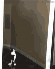 cat-love.gif
