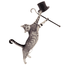 cat-tap-dancing.gif