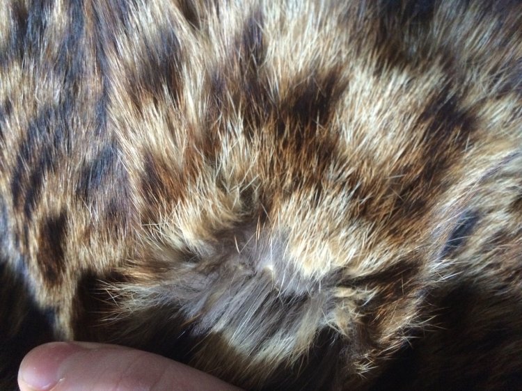 Help ID vintage spotted fur please? | Vintage Fashion Guild Forums