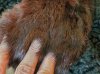 Fur fingers 1.jpg