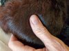 Fur flat.jpg