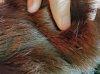 Fur seam.jpg