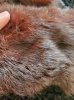 Fur 1.jpg
