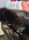 IMG_2531.jpeg