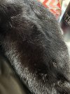 IMG_2530.jpeg