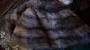 green coat fur 1.JPG green coat fur 1.JPG
