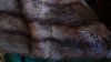 green coat fur 2.JPG green coat fur 2.JPG