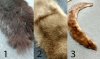 closeups furs.jpg