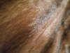 fur closeup 3.jpg