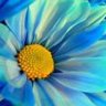 Blue Daisy Fashion