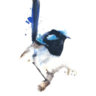 Blue Wren Vintage